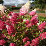 Гортензия метельчатая Фрайз Мельба 3-3,5л