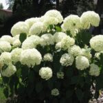 Гортензия древовидная Уайт (Вайт) Болл "White Ball" d9-10
