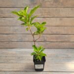 Гортензия метельчатая Левана d9-10