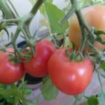 Томат Алтайская заря кассета