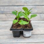 Баклажан Алмаз кассета — изображение 2