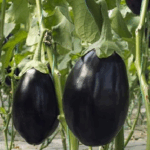 Баклажан Черный красавец кассета