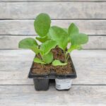 Баклажан Черный красавец кассета — изображение 2