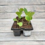 Баклажан Галич кассета — изображение 2