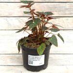 Бегония боливийская ампельная Ватерфолл Ангел Софт Оранж "Waterfall Angel Soft Orange" d12