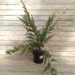 Можжевельник китайский Блю Альпс d19