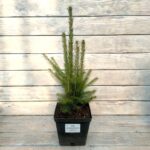 Ель европейская d17