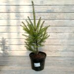 Ель европейская d19