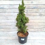 Ель канадская Перфекта d21