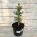 Ель колючая Супер Блю d23