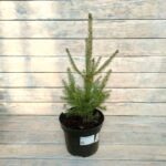 Ель обыкновенная d19