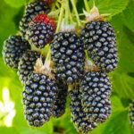 Ежевика Блэк Бат "Black Butte" d9-10