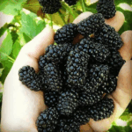 Ежевика Бжезина 0,8л