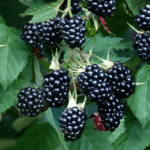 Ежевика Честер d9-10