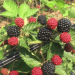 Ежевика Джамбо 0,8л