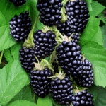 Ежевика Гай 0,8л