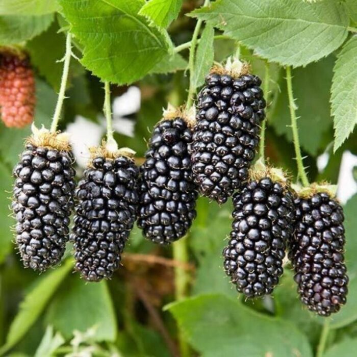 Ежевика Карака Блэк "Karaka Black" 0,8л — изображение 2