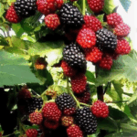 Ежевика микс d9-10