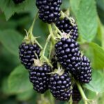 Ежевика Натчез "Natchez" 0,8л — изображение 3