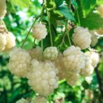 Ежевика Полар Берри "Polar Berry" d9-10