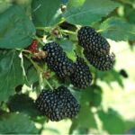 Ежевика Прайм Арк Фридом "Prime Ark Freedom" d9-10