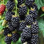 Ежевика Торнфри "Thornfree" 0,8л