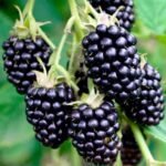 Ежевика Виктория "Victoria" d9-10