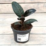 Фикус Эластика Абиджан d9-10