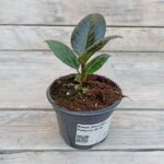 Фикус Эластика Робуста "Robusta" d9-10