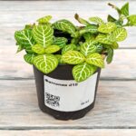 Фиттония d10