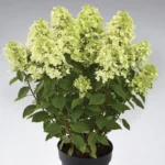 Гортензия метельчатая Панфлора "Panflora" d9-10