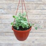 Гелихризум Сильвер (черешковый большелистный) кашпо d23