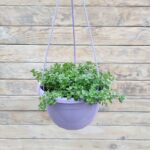 Гелихризум Сильверстар (черешковый мелколистный) кашпо d23