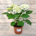 Гортензия крупнолистная Брайт Уайт "Bright White" d14-15