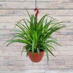 Хлорофитум Хохлатый (зеленый) кашпо d23