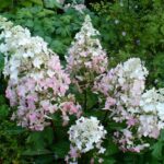 Гортензия метельчатая Руби (Ангел Блаш) d9-10