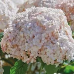 Гортензия древовидная Кандибелл Маршмэллоу "Candybelle Marshmallow" d9-10