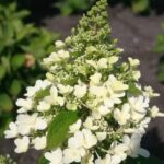 Гортензия метельчатая Мэджикал Гималая d9