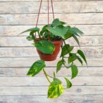 Эпипремнум зелёный (зелено-желтый) кашпо d15