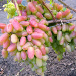 Виноград Юбилей Новочеркасска 0,8л