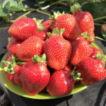 Клубника (земляника садовая) Азия кассета