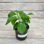 Лантана d9-10