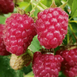 Малина Татьяна 3,5л