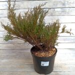 Можжевельник горизонтальный Андорра компакт (Андора) d23