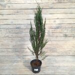 Можжевельник скальный Блю Эрроу d19