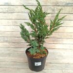 Можжевельник чешуйчатый Блю Компакт d22