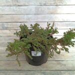 Можжевельник обыкновенный Грин Карпет d23