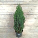 Можжевельник китайский Стрикта d26 (7л)