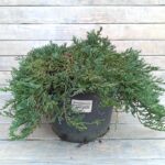 Можжевельник горизонтальный Вилтони 10л (d28)