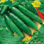 Огурец Апрельский кассета